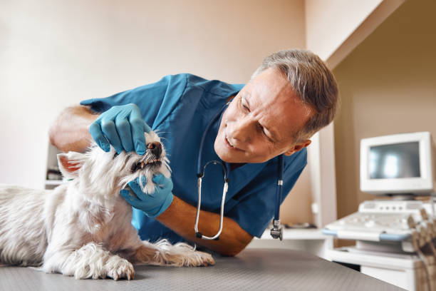 Best Broken or Cracked Tooth Emergency Dentist in Bruceville Eddy, TX